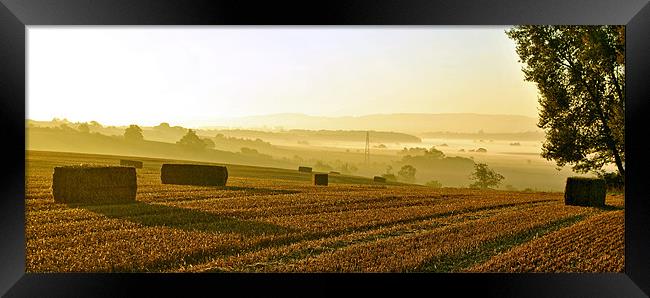 Harvest Dawn - Panoramic Framed Print by graham young