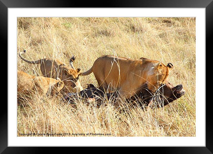 Lioness with Cubs, Moving a Wildebeest Kill Framed Mounted Print by Carole-Anne Fooks