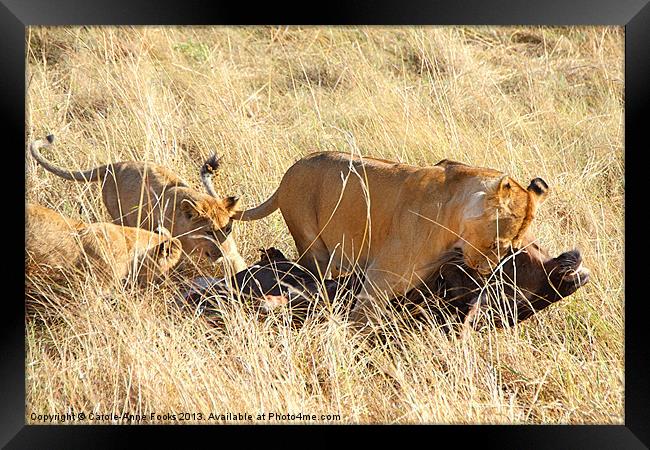 Lioness with Cubs, Moving a Wildebeest Kill Framed Print by Carole-Anne Fooks