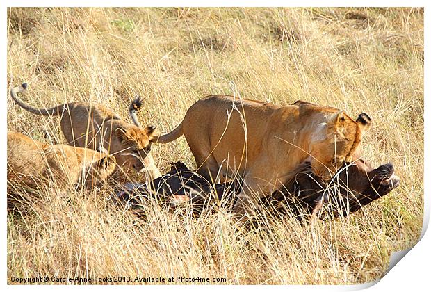 Lioness with Cubs, Moving a Wildebeest Kill Print by Carole-Anne Fooks