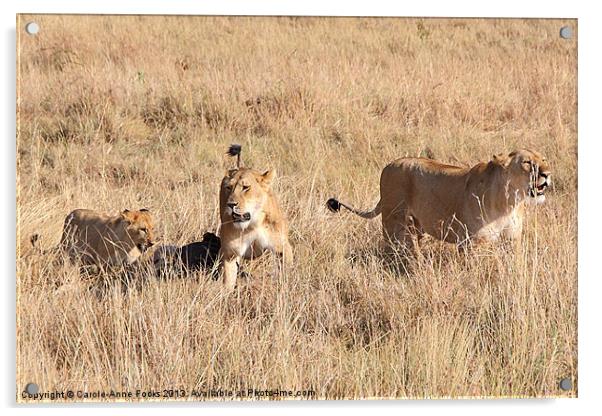 Lions Guarding The Kill Acrylic by Carole-Anne Fooks