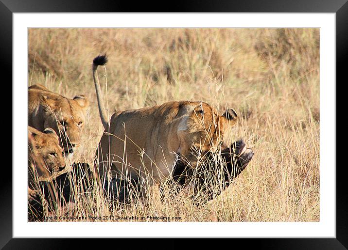 Lion Moving A Wildebeest Kill Kenya Framed Mounted Print by Carole-Anne Fooks