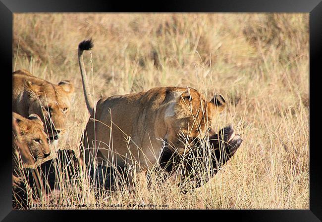 Lion Moving A Wildebeest Kill Kenya Framed Print by Carole-Anne Fooks