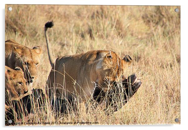 Lion Moving A Wildebeest Kill Kenya Acrylic by Carole-Anne Fooks