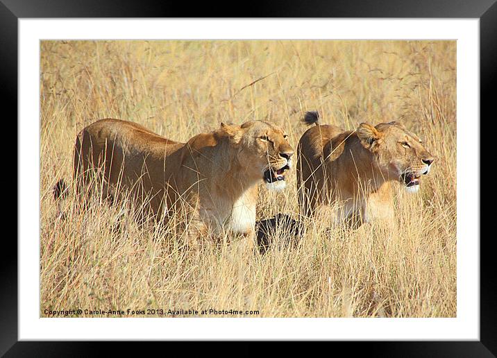 Lions Guarding The Kill Framed Mounted Print by Carole-Anne Fooks