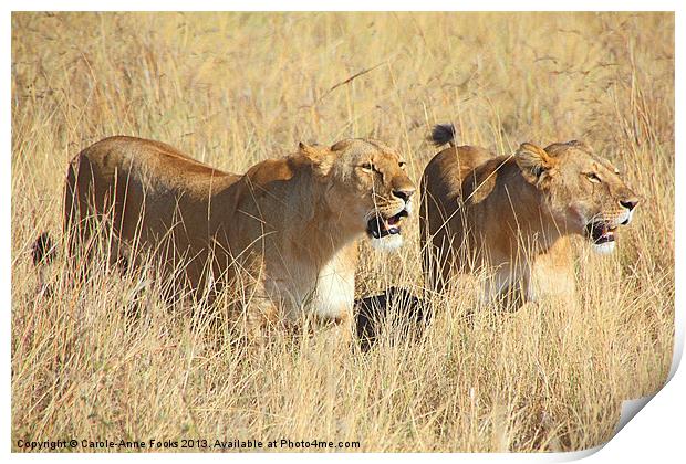 Lions Guarding The Kill Print by Carole-Anne Fooks