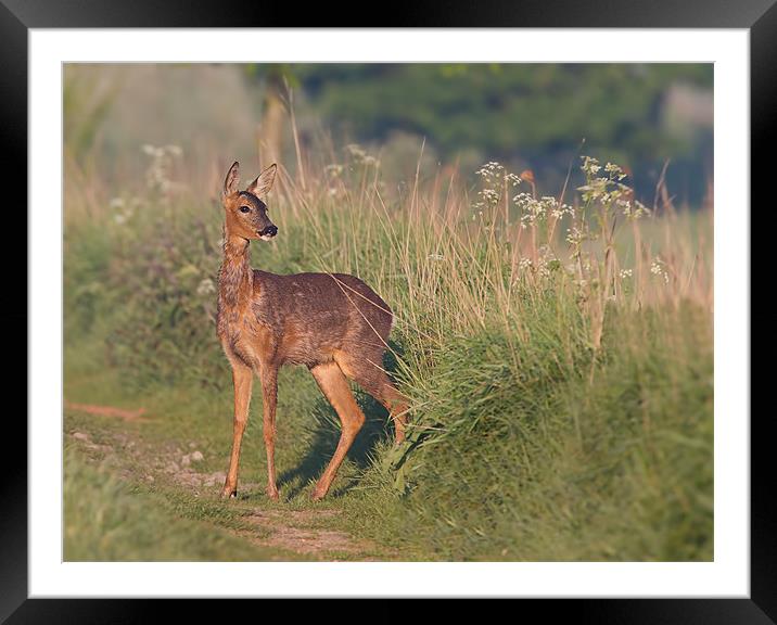 Roe Deer. Framed Mounted Print by Don Davis
