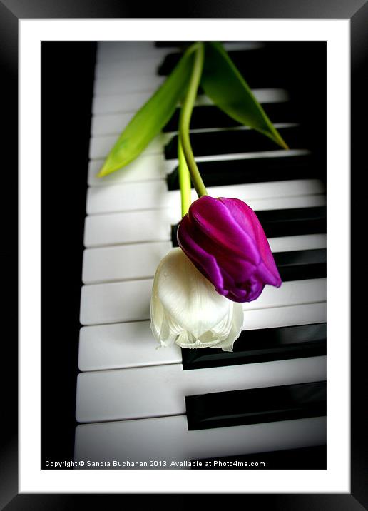 2 Tulips On Piano Keys Framed Mounted Print by Sandra Buchanan