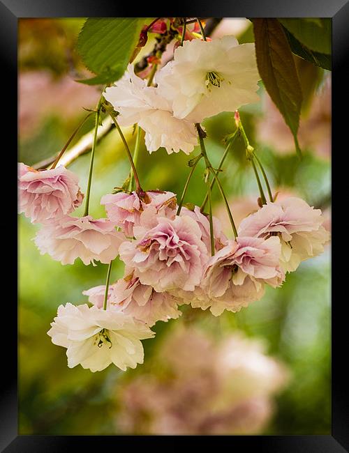 Pink Cherry Blossom (Prunus Serrulata) Framed Print by Mark Llewellyn