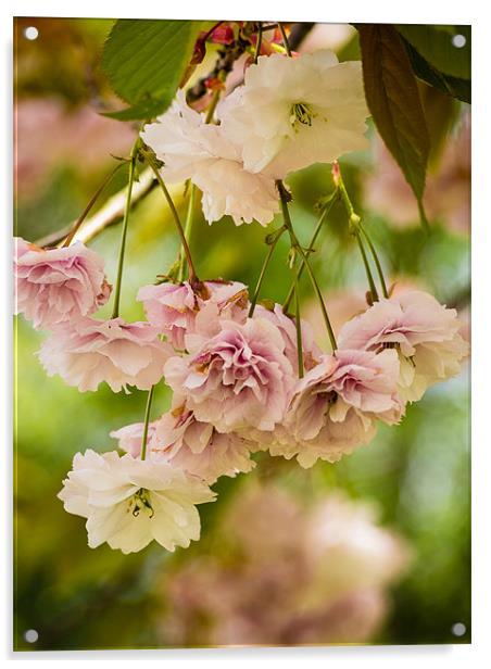 Pink Cherry Blossom (Prunus Serrulata) Acrylic by Mark Llewellyn