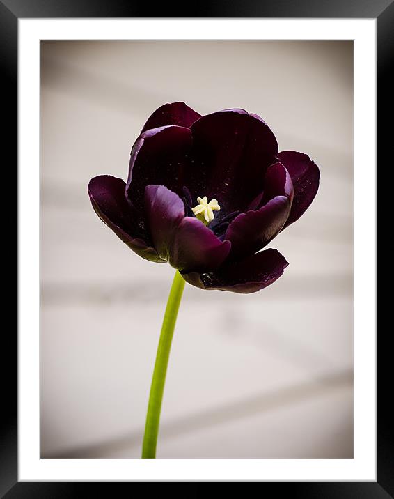 Black Tulip (Tulipa Gesneriana) Framed Mounted Print by Mark Llewellyn