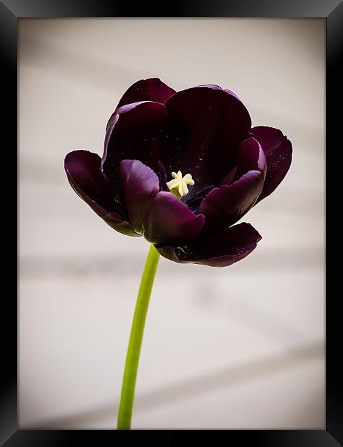 Black Tulip (Tulipa Gesneriana) Framed Print by Mark Llewellyn