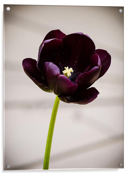 Black Tulip (Tulipa Gesneriana) Acrylic by Mark Llewellyn
