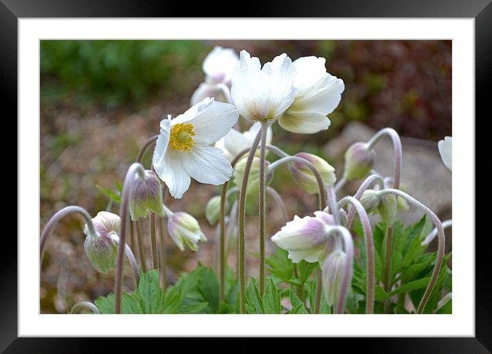 Spring Flowers II Framed Mounted Print by Nadeesha Jayamanne