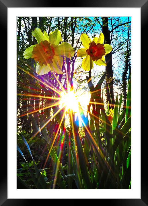 rays of sunshine Framed Mounted Print by  