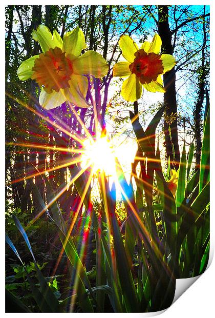 rays of sunshine Print by  