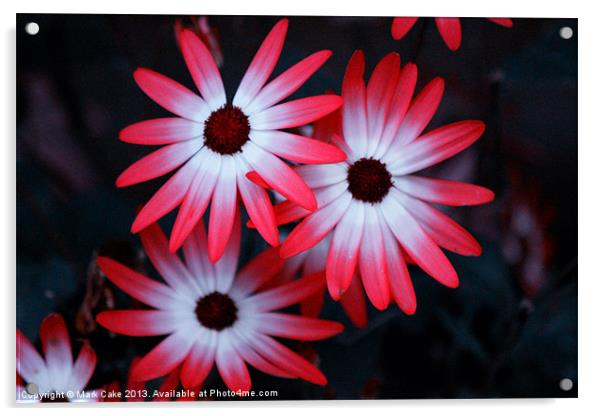 Mesembryanthemum Acrylic by Mark Cake