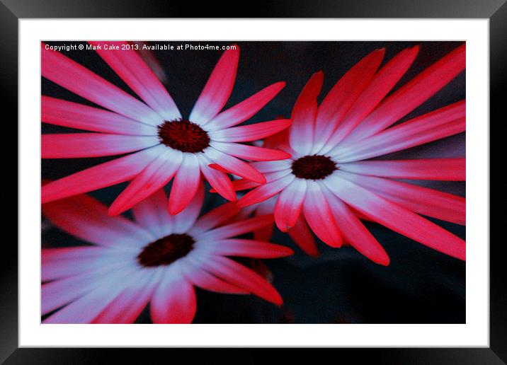 Daisy explosion Framed Mounted Print by Mark Cake