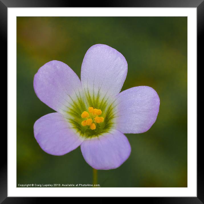 lilac oxalis close up Framed Mounted Print by Craig Lapsley