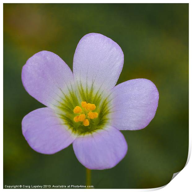 lilac oxalis close up Print by Craig Lapsley