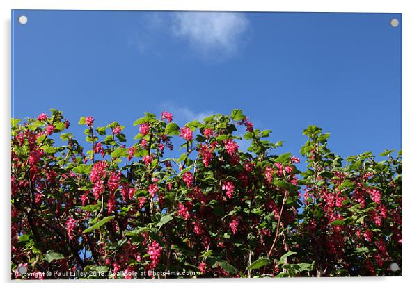 Flowering Current Acrylic by Digitalshot Photography