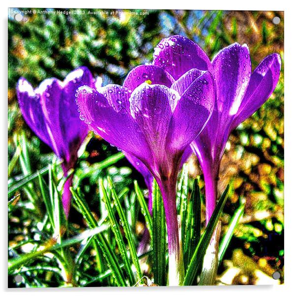 Garden Crocus HDR Acrylic by Anthony Hedger