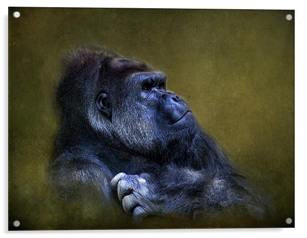 Silverback Gorilla Acrylic by Debra Kelday