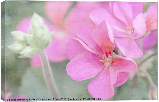 Pink Geraniums Canvas Print by Betty LaRue