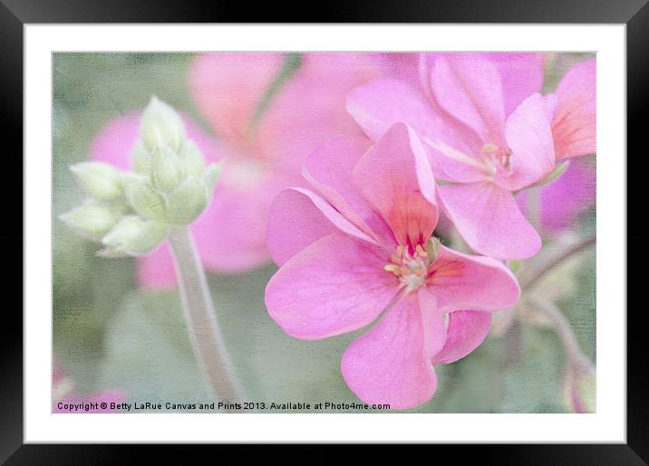 Pink Geraniums Framed Mounted Print by Betty LaRue