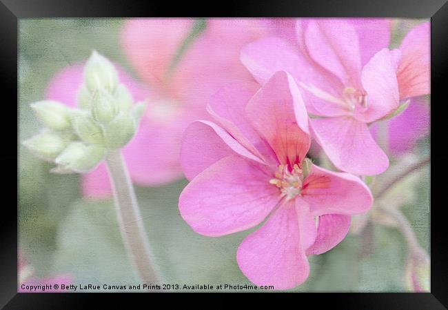 Pink Geraniums Framed Print by Betty LaRue