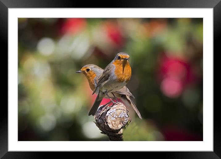 robin twins Framed Mounted Print by Kelvin Rumsby