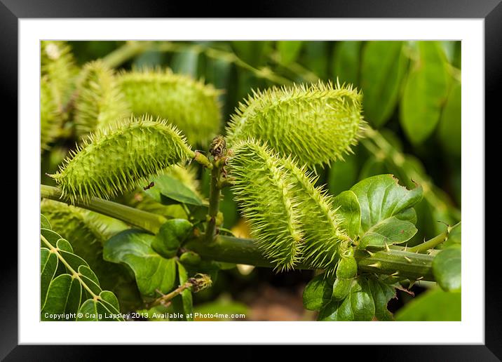 gray nickernut plant Framed Mounted Print by Craig Lapsley