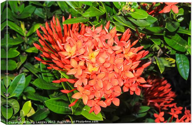 bright red ixora flowers Canvas Print by Craig Lapsley