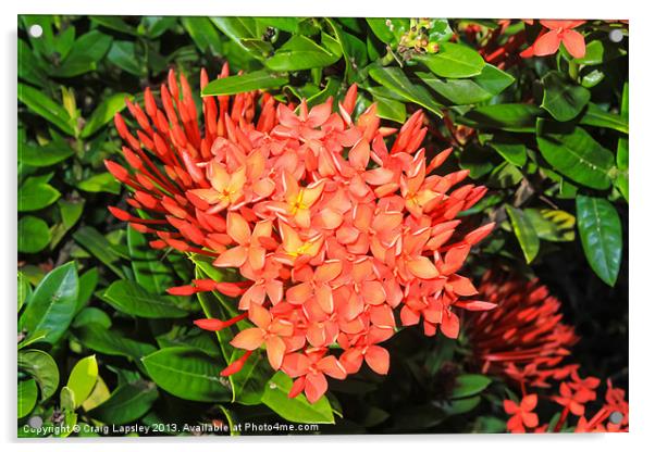 bright red ixora flowers Acrylic by Craig Lapsley