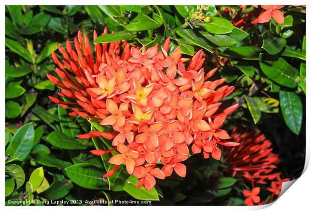bright red ixora flowers Print by Craig Lapsley