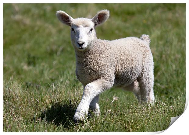 Spring Lamb Print by Mike Gorton