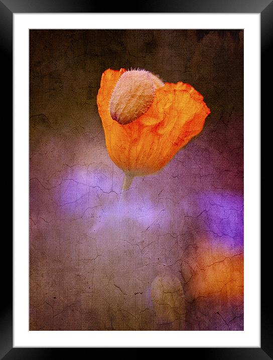 Natures present to be unwrapped Framed Mounted Print by Dawn Cox