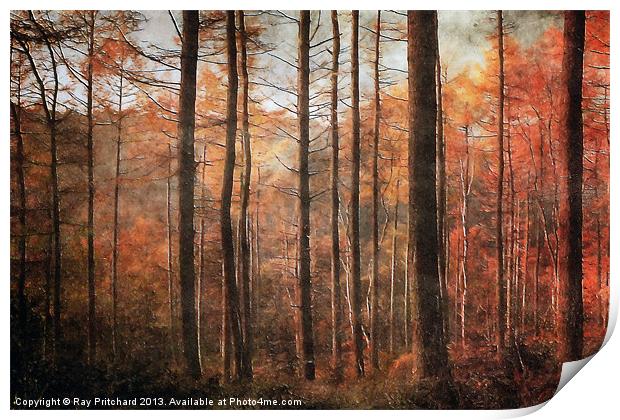 Ousbrough Woods Print by Ray Pritchard