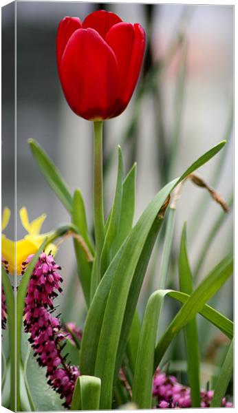 Red Tulip or pink caterpillar Canvas Print by Andrew Berry