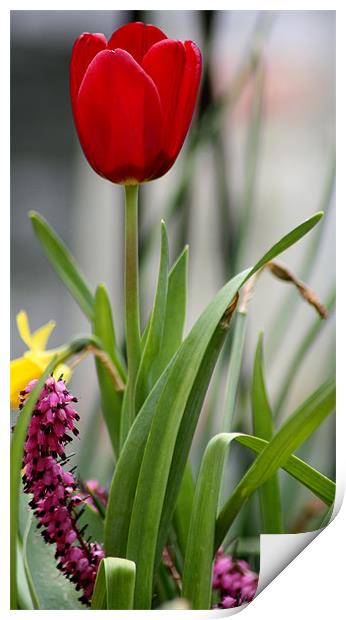Red Tulip or pink caterpillar Print by Andrew Berry
