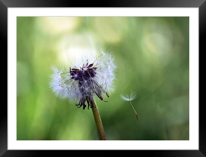 Dandylion Framed Mounted Print by Thanet Photos