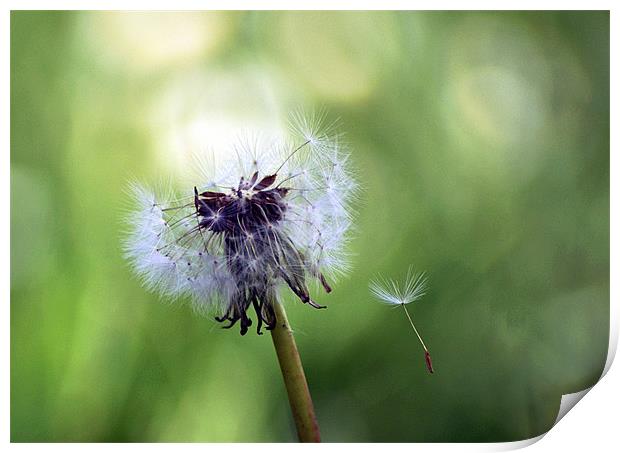 Dandylion Print by Thanet Photos