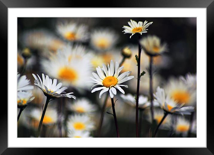 Daisy Framed Mounted Print by Thanet Photos