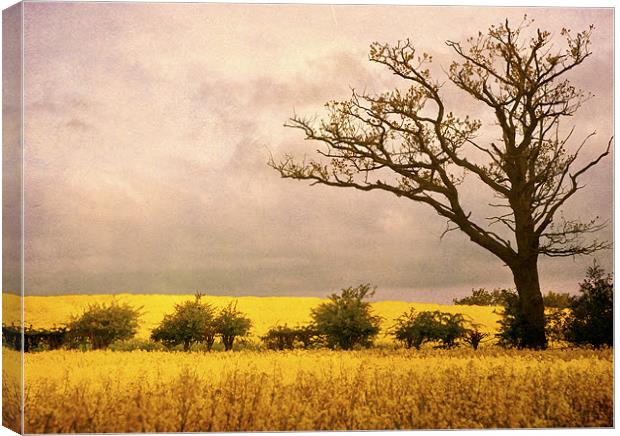 Shades of yellow Canvas Print by Dawn Cox
