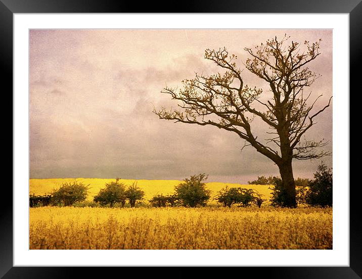 Shades of yellow Framed Mounted Print by Dawn Cox