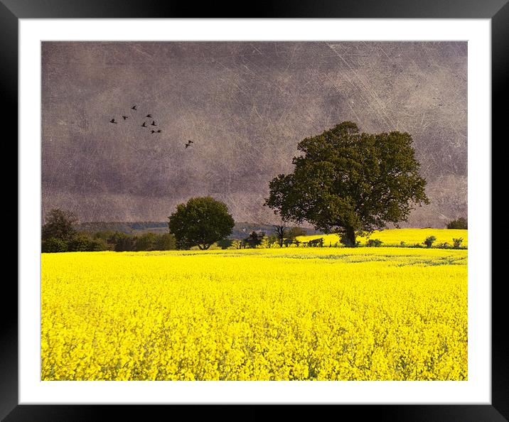Rapeseed oil field Framed Mounted Print by Dawn Cox