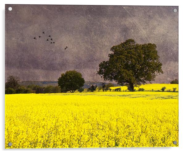 Rapeseed oil field Acrylic by Dawn Cox