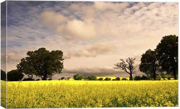 View across the Rapeseed field Canvas Print by Dawn Cox