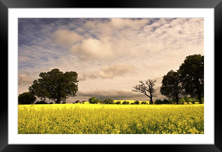 View across the Rapeseed field Framed Mounted Print by Dawn Cox