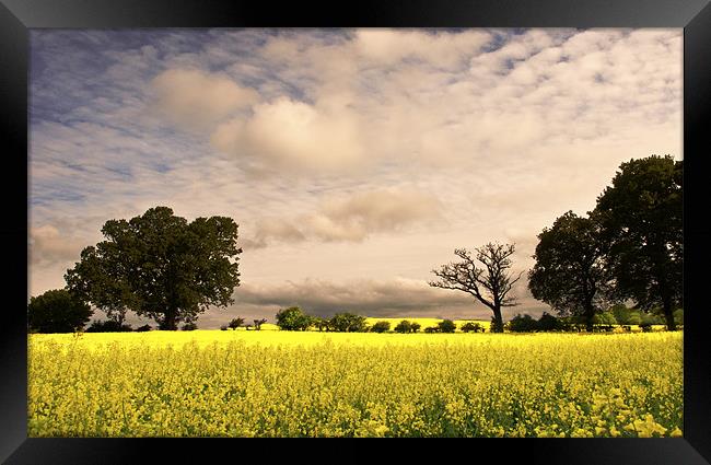 View across the Rapeseed field Framed Print by Dawn Cox